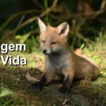 Questões sobre Origem da Vida