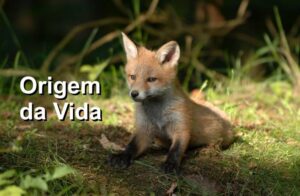 A origem da vida: o que se sabe