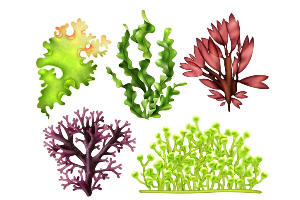 Algas: questões comentadas para estudo eficaz