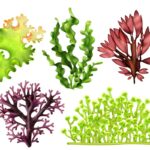 Questões comentadas sobre Algas