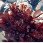 Questão resolvida sobre algas, da FEPAR