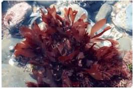 Questão de algas da fepar: solução detalhada