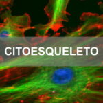 Questões comentadas sobre citoesqueleto