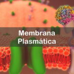 Questões sobre Membrana Plasmática