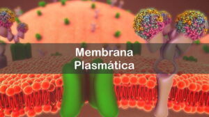 Membrana plasmática: entenda suas funções essenciais