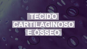Tecidos cartilaginoso e ósseo: questões comentadas