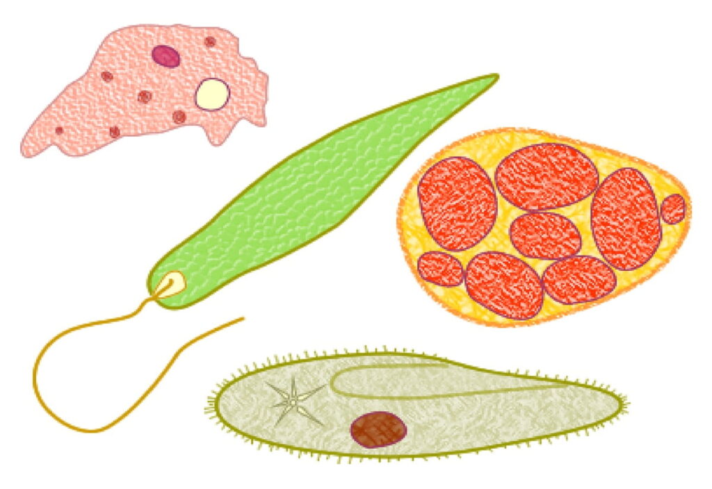 doenças por protozoários: o que saber
