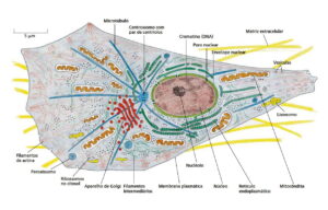 Citoplasma: o que você precisa saber