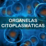 Questões sobre Organelas Citoplasmáticas