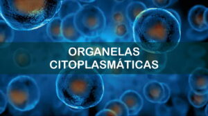 Desvende as organelas citoplasmáticas