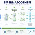 Questões comentadas sobre espermatogênese