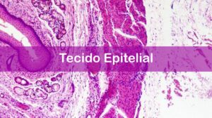 Tecido epitelial: o que você precisa saber