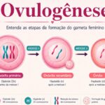 Questões comentadas sobre ovulogênese