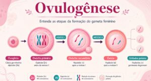 ovulogênese: questões comentadas para estudo